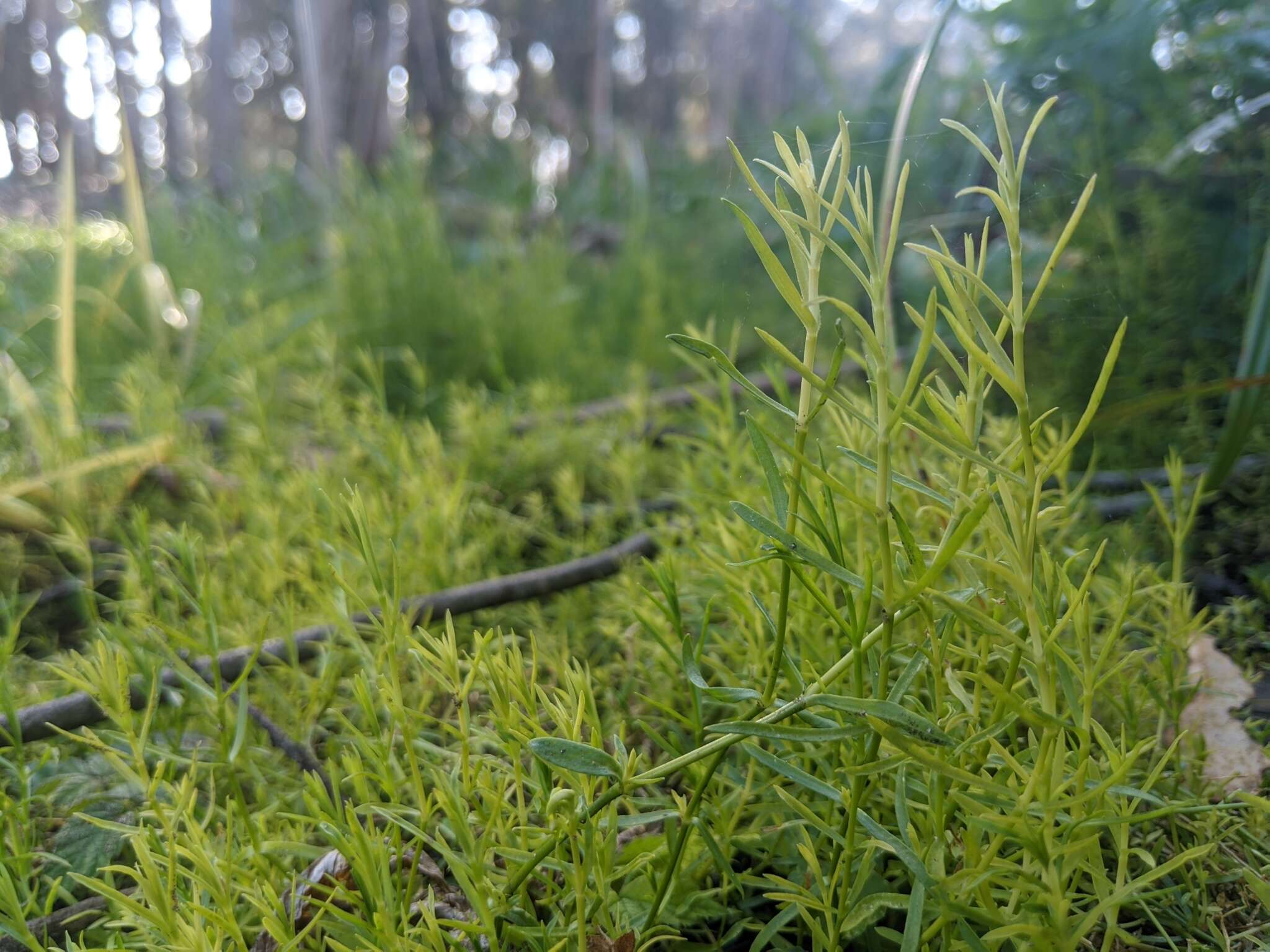 Plancia ëd Arenaria paludicola Robinson