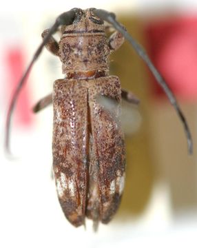 Image of <i>Myagrus strandi</i> Breuning 1940