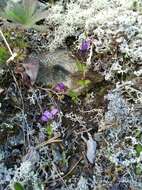 Image of eared dwarf gentian