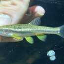 Image of Tennessee dace