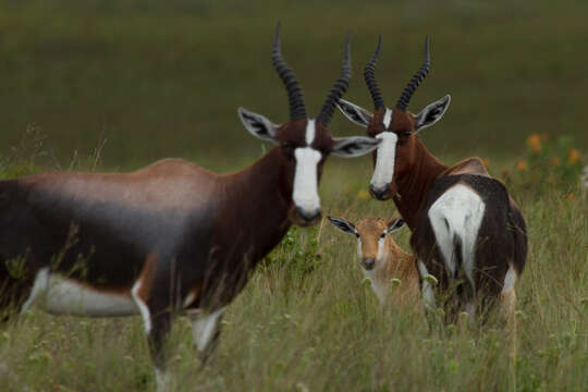 Image of Bontebok