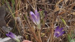 Image de Brodiaea orcuttii (Greene) Baker