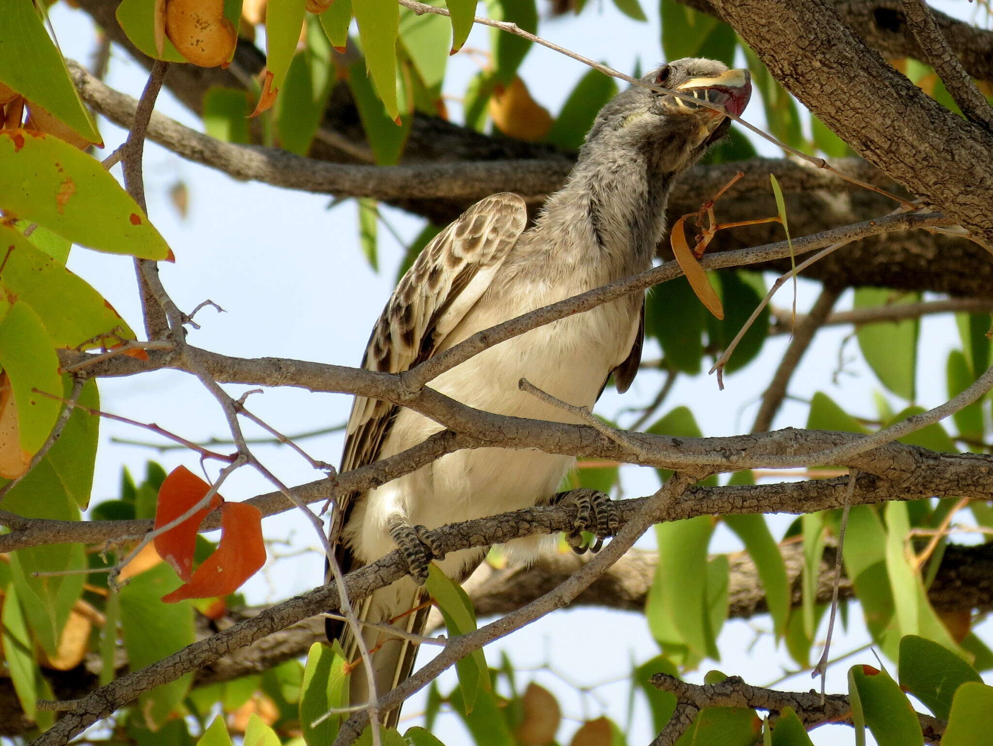 Image of Lophoceros nasutus nasutus (Linnaeus 1766)