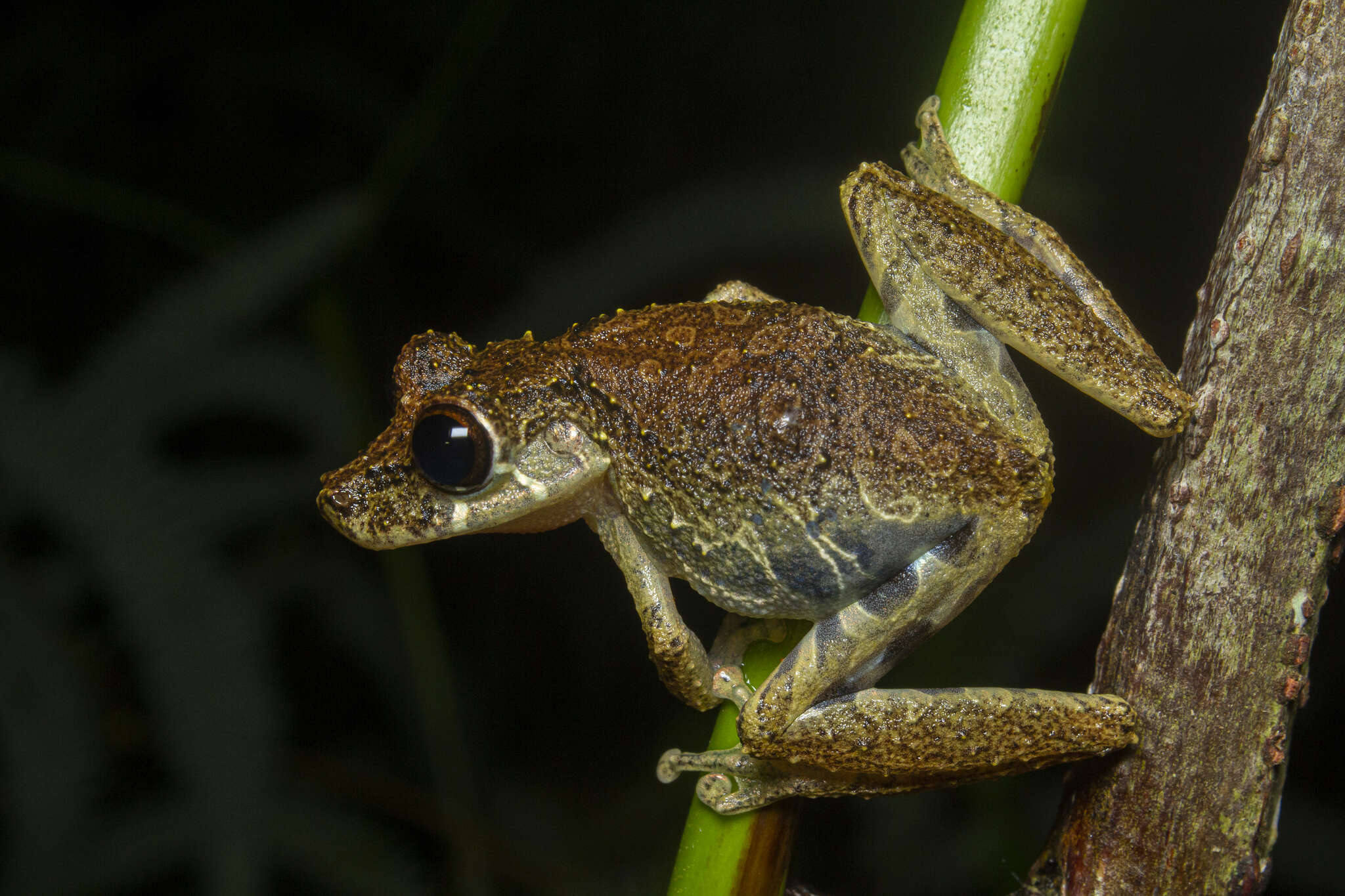 Image of Rio Verde Snouted Treefrog