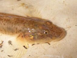 Image of Freshwater goby