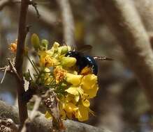 Imagem de Xylocopa muscaria (Fabricius 1775)