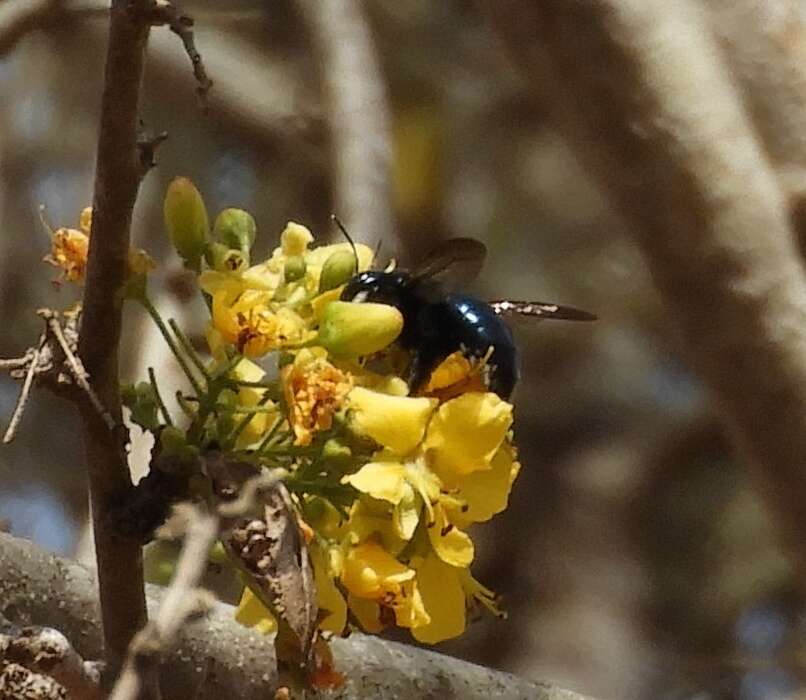 Plancia ëd Xylocopa muscaria (Fabricius 1775)