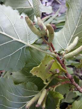 Image of Turkish Hazel