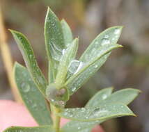 Image of <i>Liparia racemosa</i>