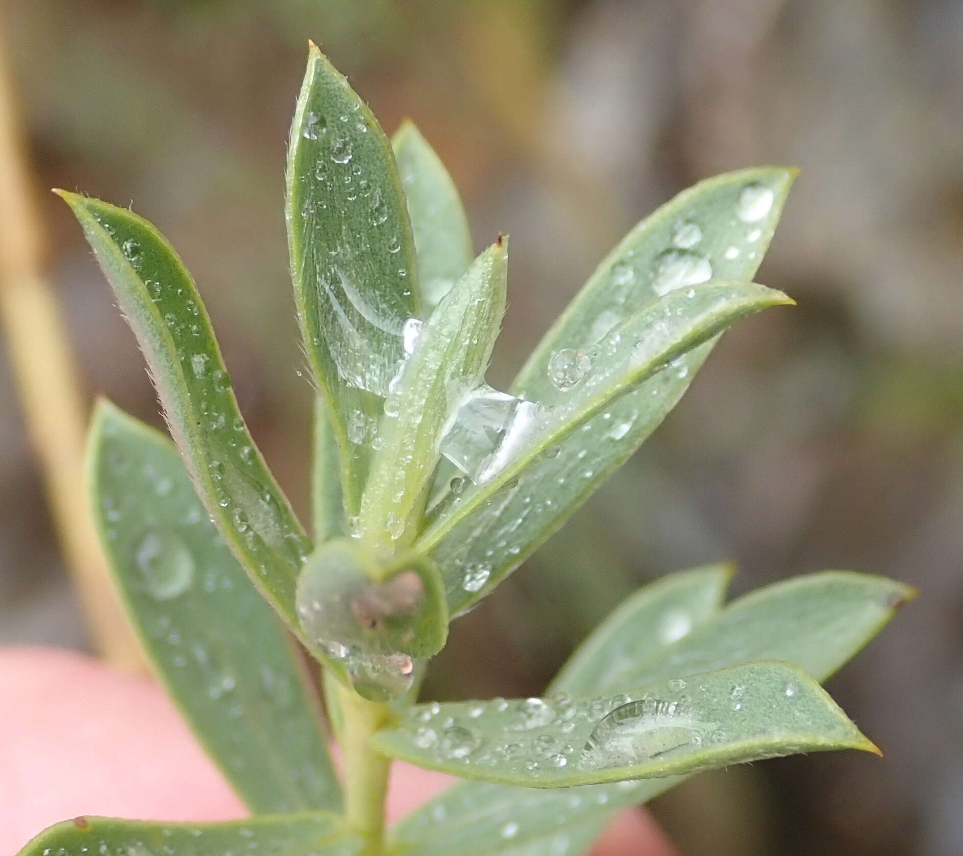 Image of <i>Liparia racemosa</i>