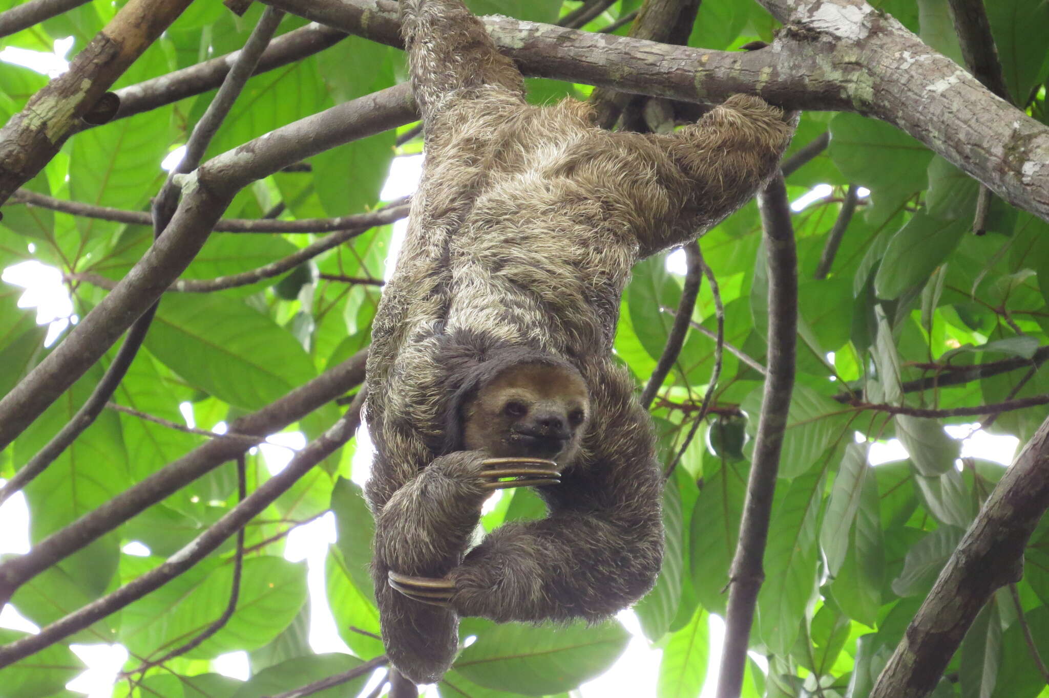 Image of Pale-throated Sloth