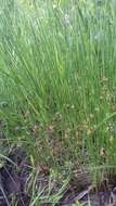 صورة Juncus filiformis L.