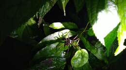 صورة Dolomedes raptor Bösenberg & Strand 1906