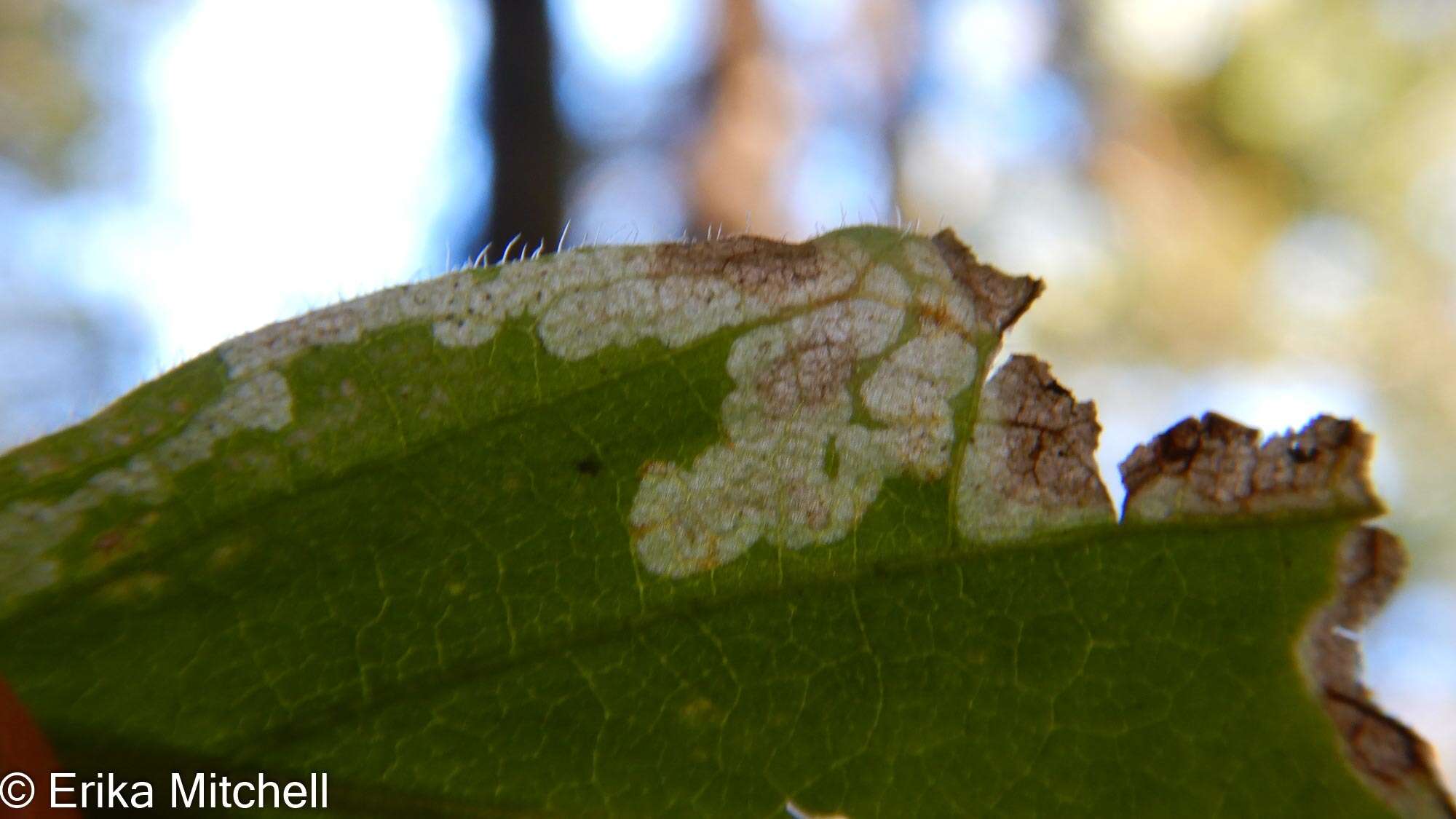 Image of <i>Liriomyza limopsis</i>