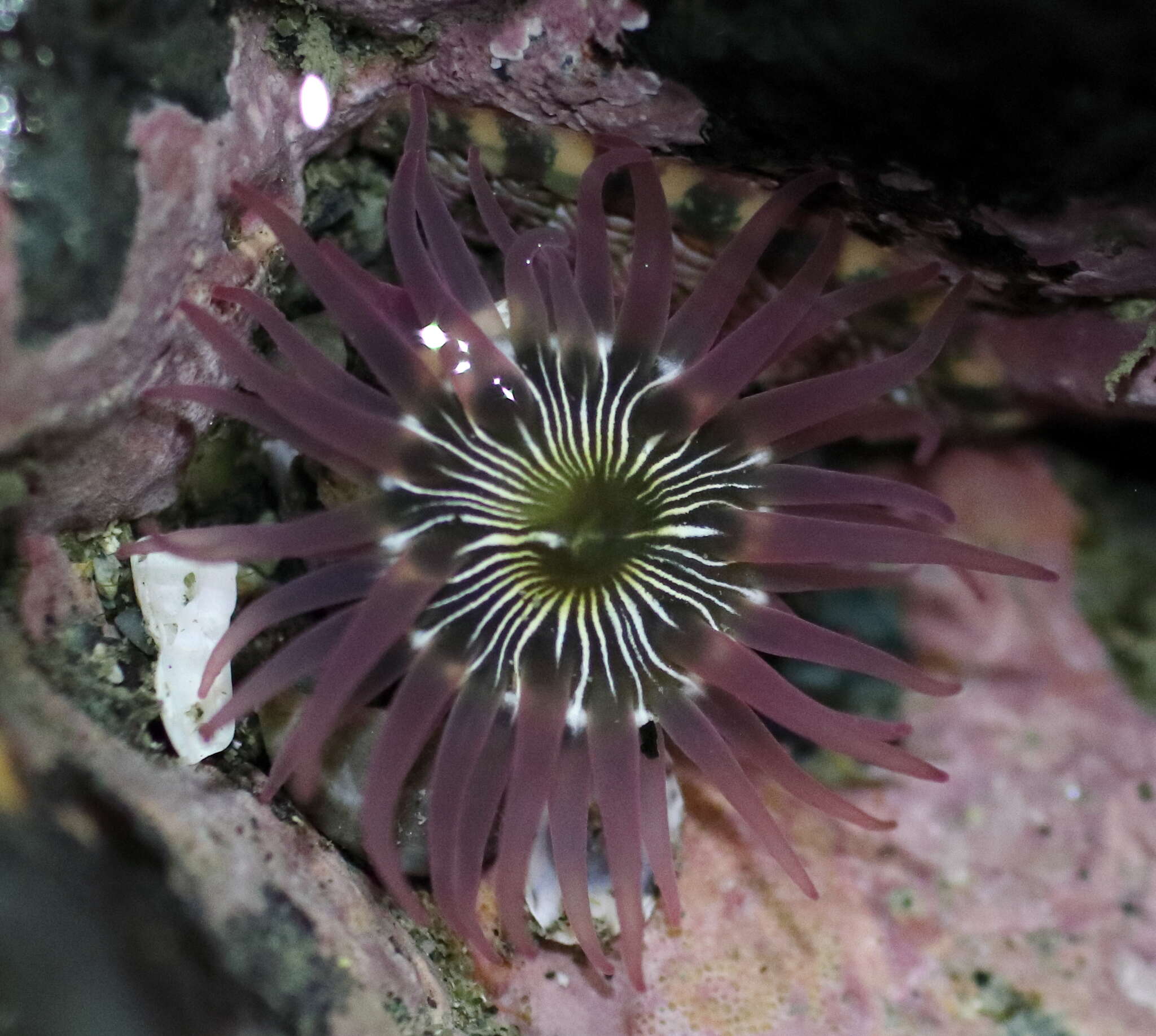 Image of incubating anemone