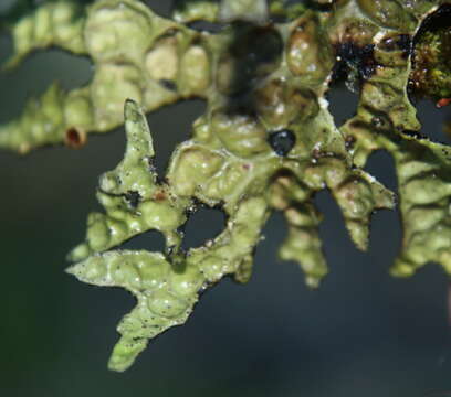 Image of Pseudocyphellaria billardierei (Delise) Räsänen