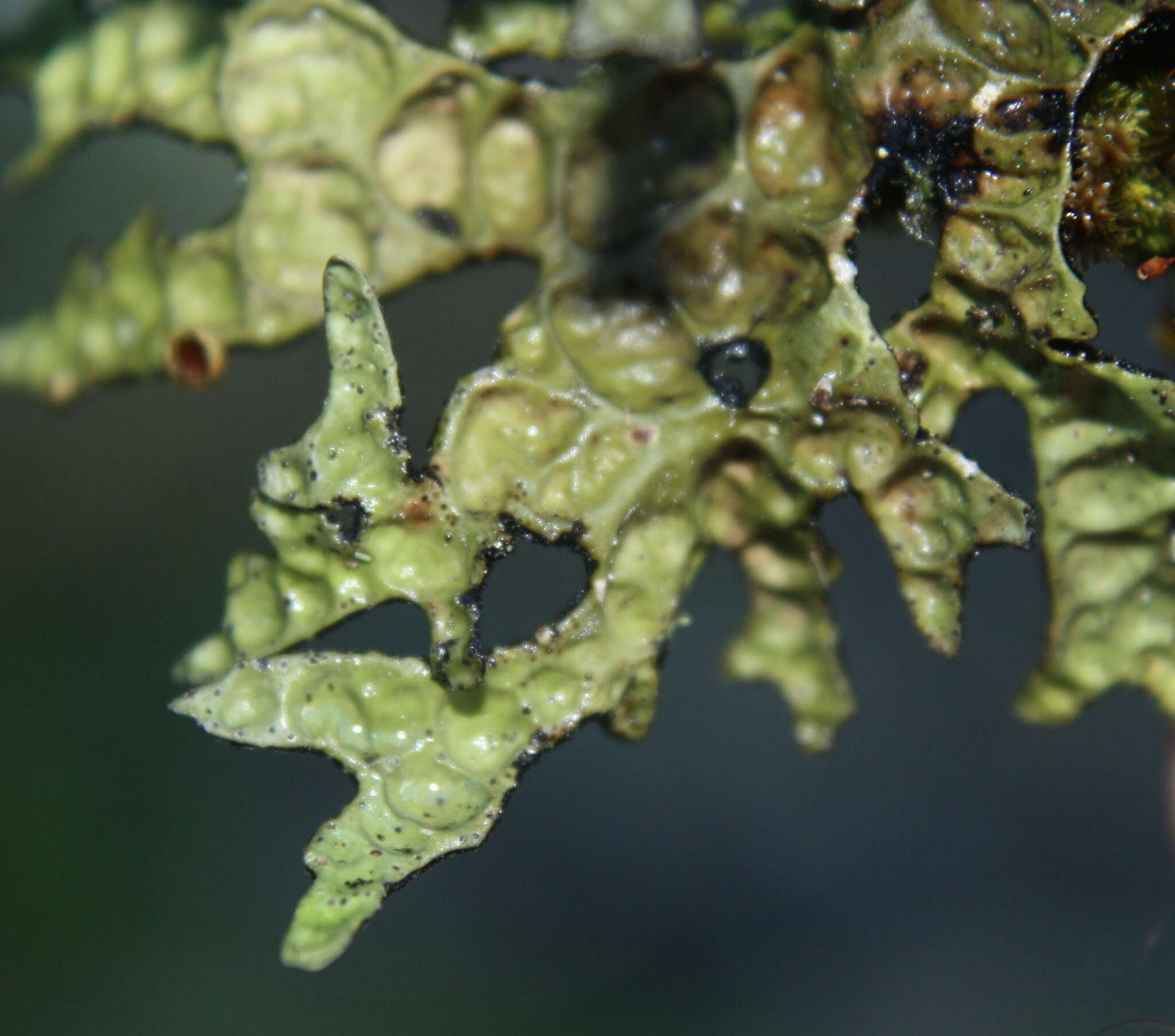 Image de Pseudocyphellaria billardierei (Delise) Räsänen