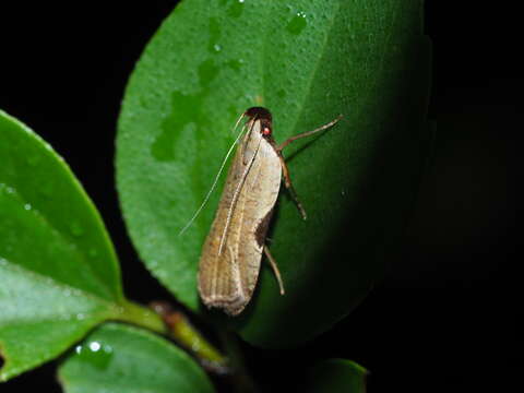 Image of Dichomeris oxycarpa Meyrick 1935