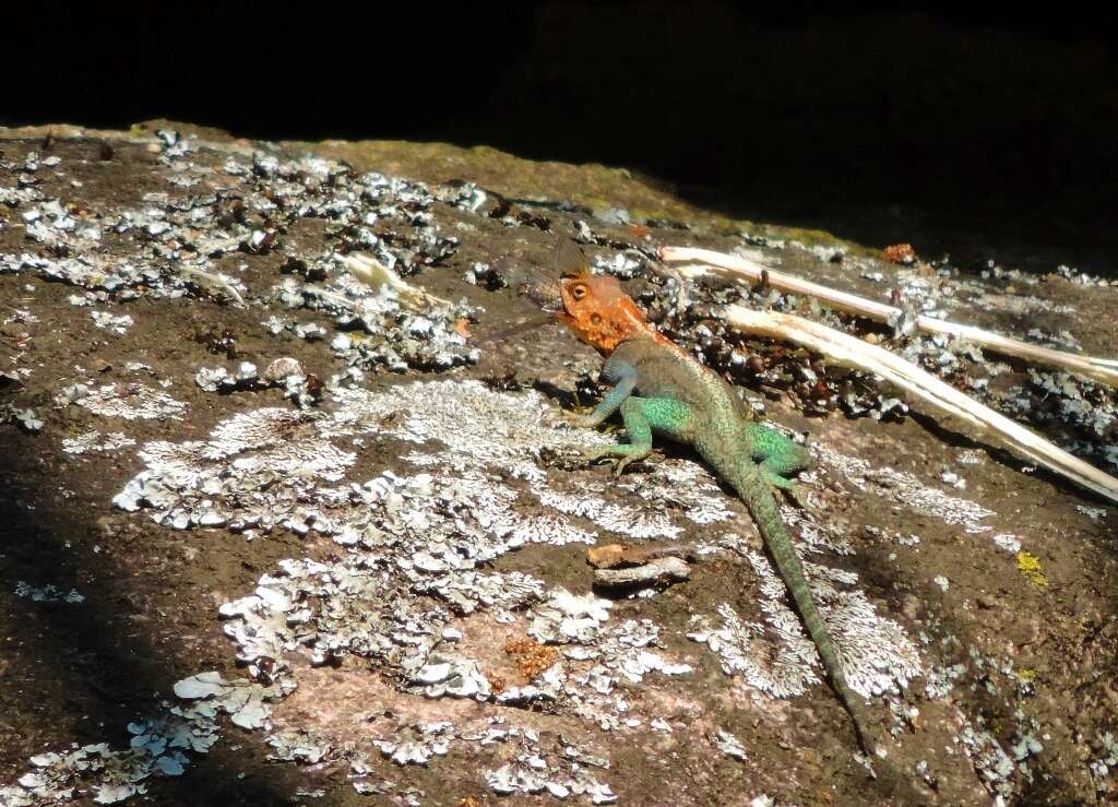 Image of Kirk's Rock Agama