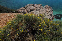 Image of Genista acanthoclada DC.