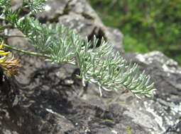 Image of Anthemis marschalliana Willd.