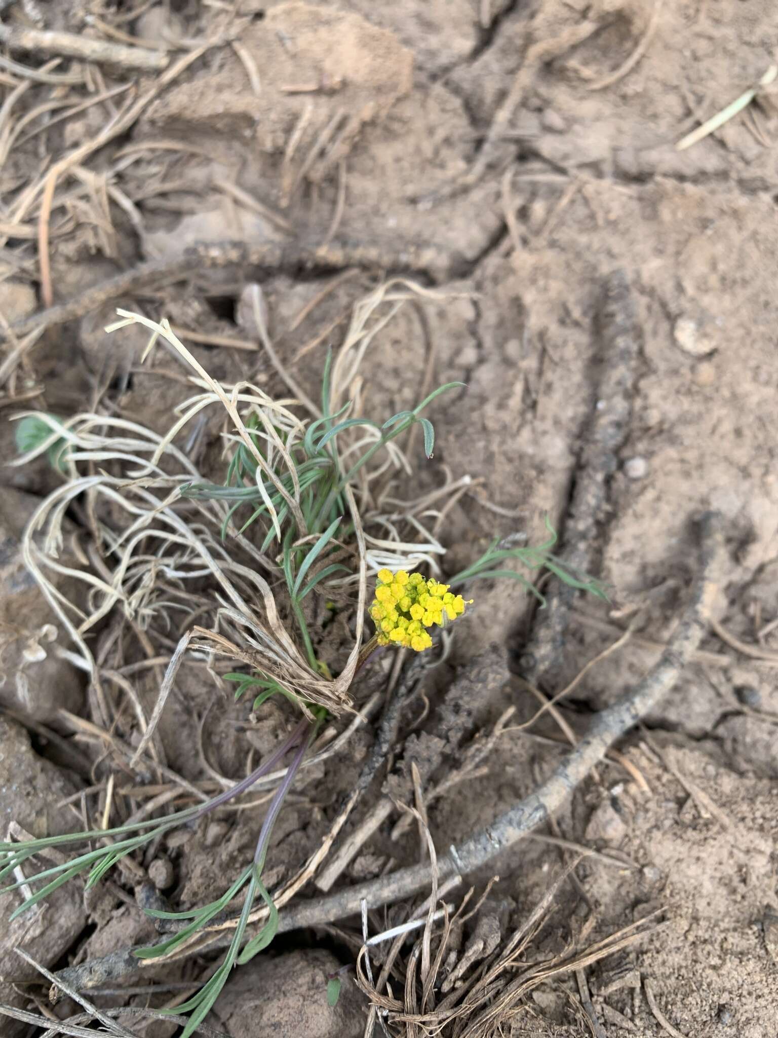 Image of Spellenberg's springparsley