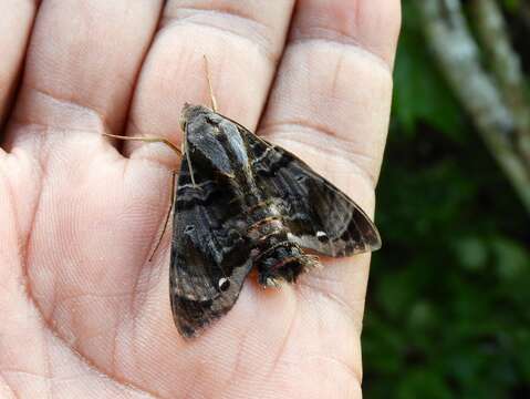 Image of Cuban Sphinx Moth