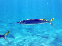 Image of Ballyhoo Halfbeak