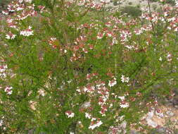 Image of Machaonia coulteri (Hook. fil.) Standl.