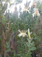 Imagem de Protea aurea subsp. aurea