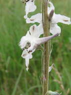 Delphinium carolinianum subsp. virescens (Nutt.) R. E. Brooks的圖片