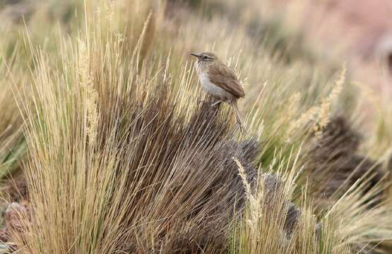 Image of Streak-throated Canastero