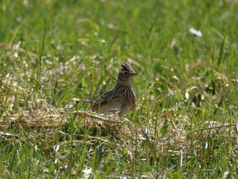 Image of Skylark