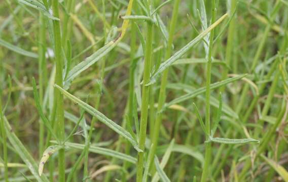 Image of Senecio angustifolius (Thunb.) Willd.