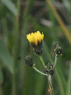 Sivun Sonchus maritimus subsp. aquatilis (Pourr.) Nym. kuva