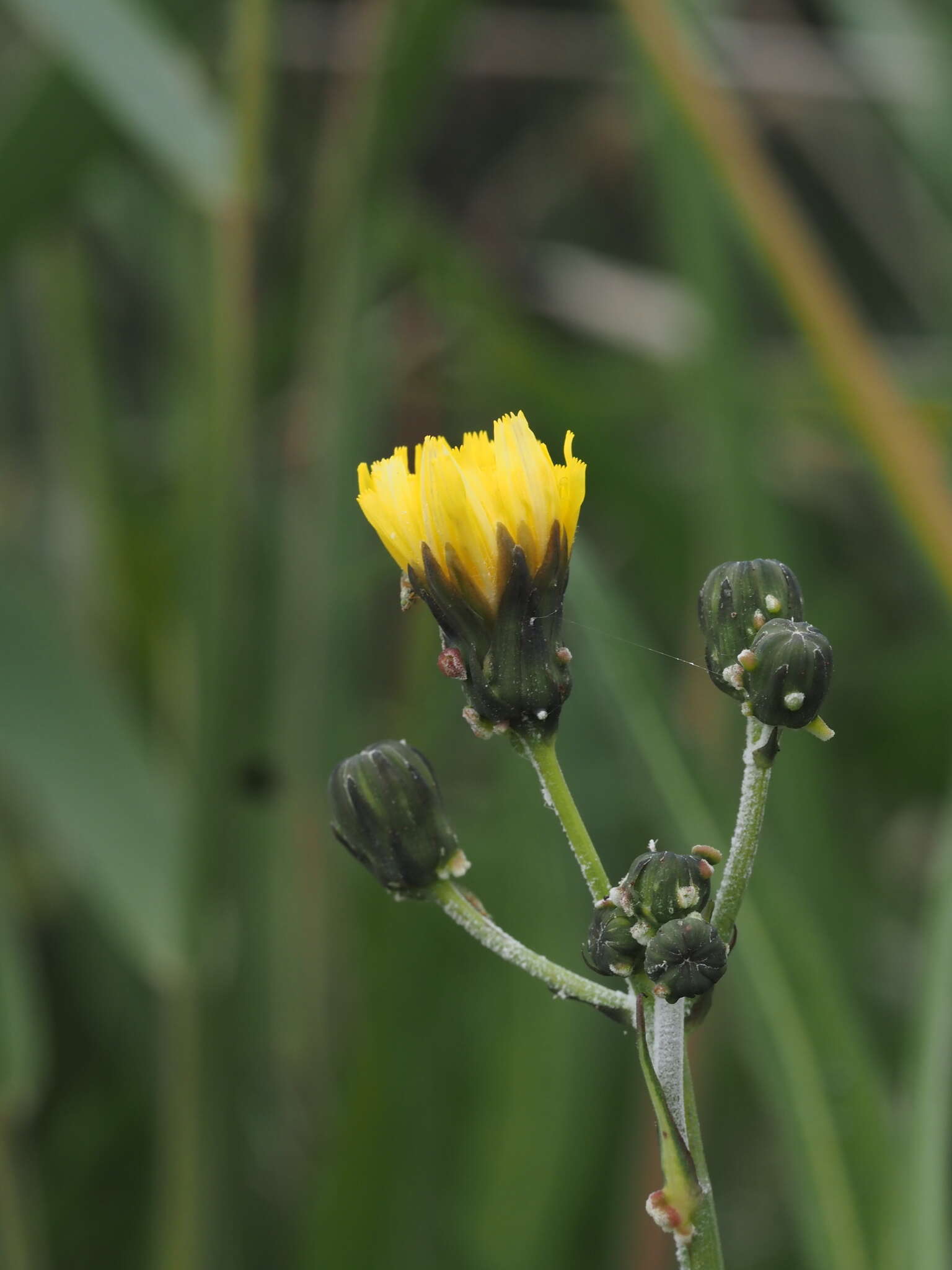 Sivun Sonchus maritimus subsp. aquatilis (Pourr.) Nym. kuva