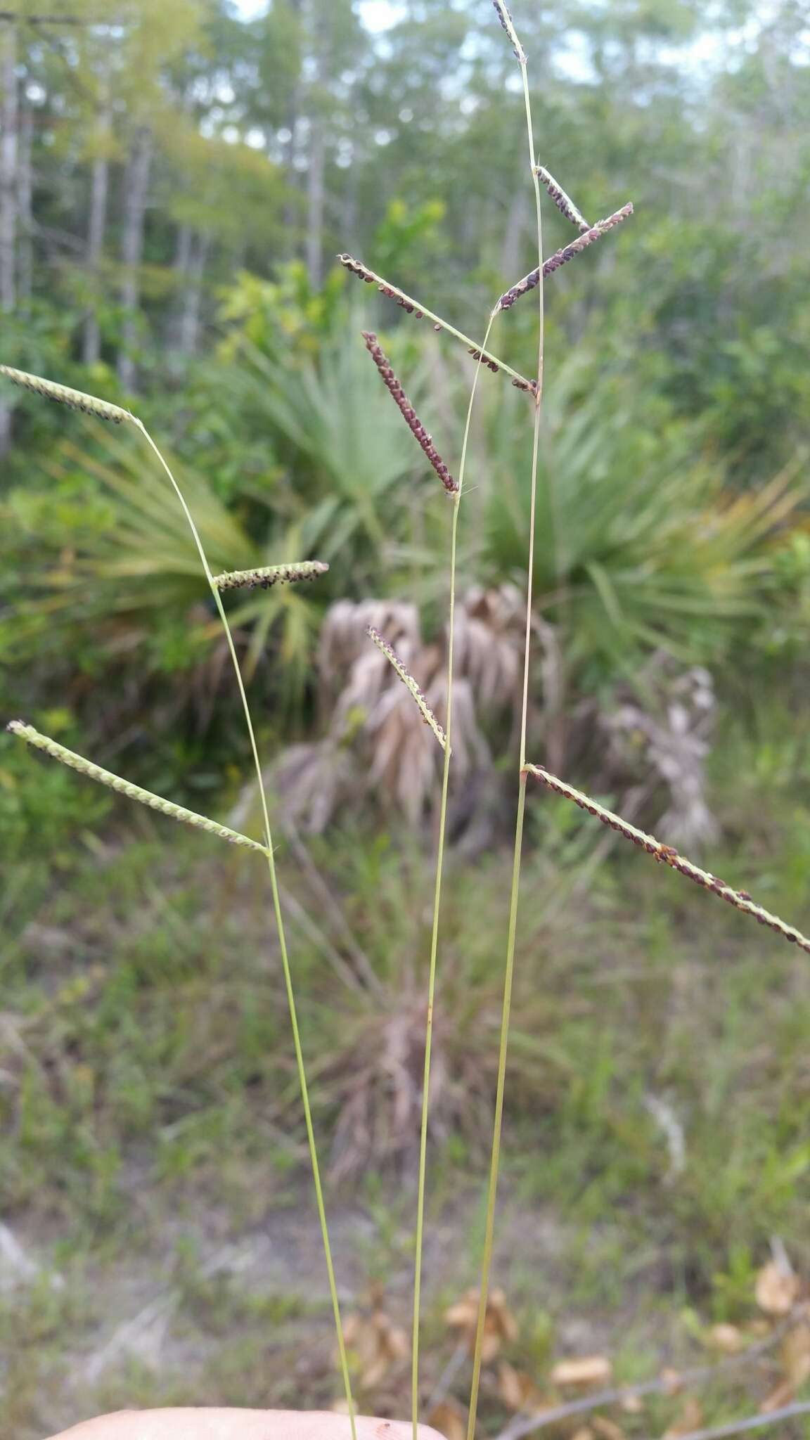 Paspalum blodgettii Chapm. resmi