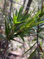 Image of Styphelia longifolia R. Br.