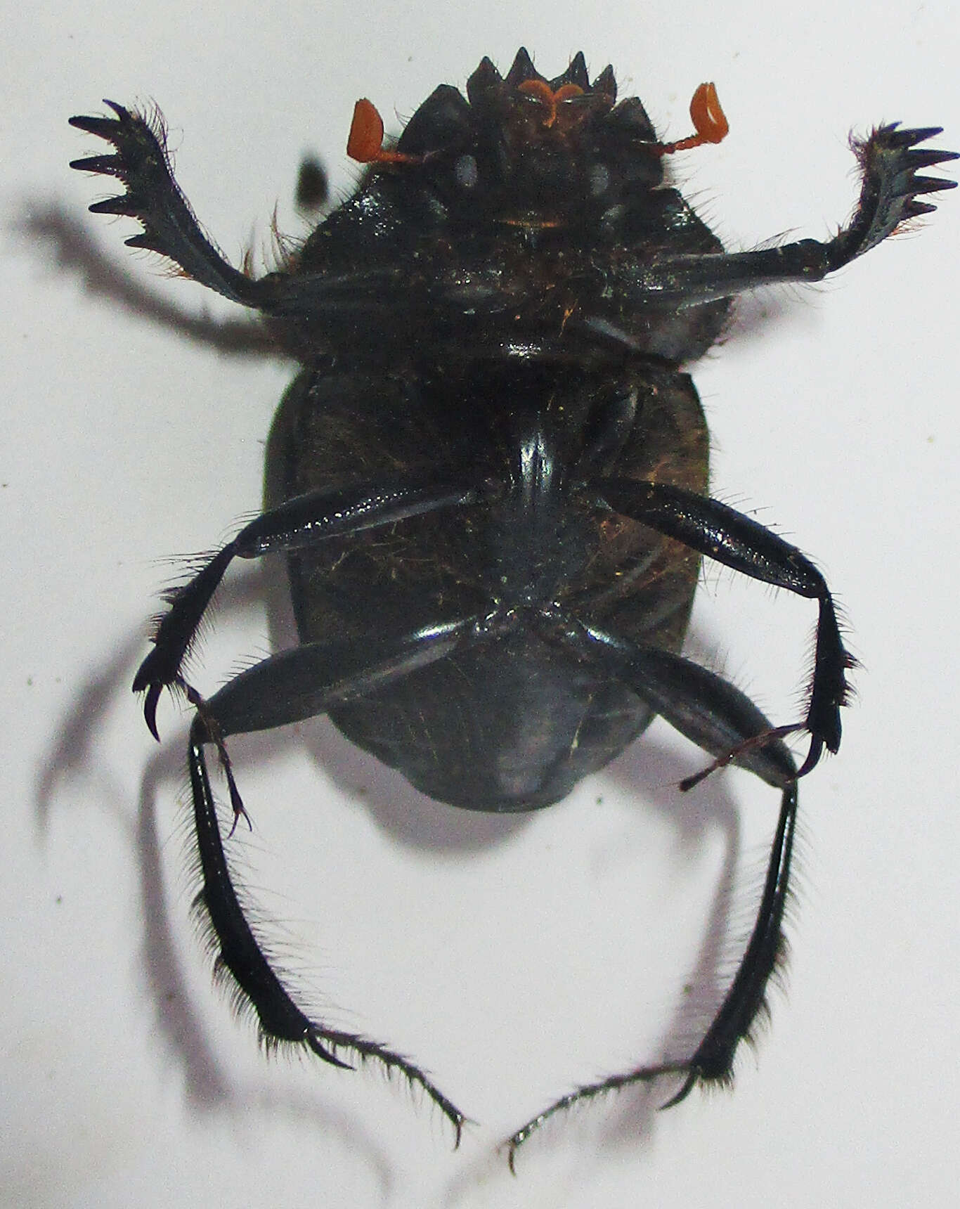 Image of Escarabaeus remii Davis & Deschodt 2016