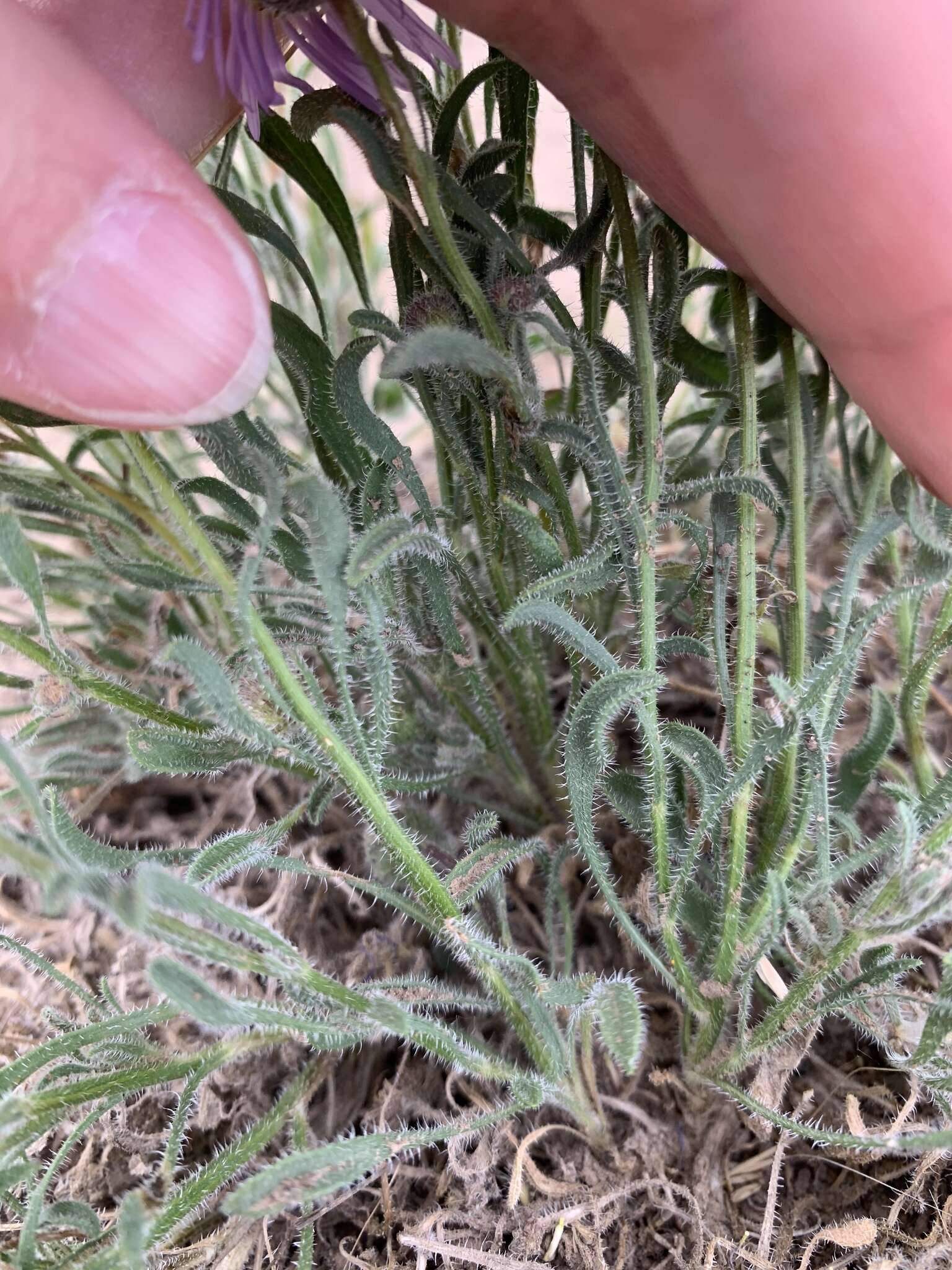 Imagem de Erigeron poliospermus A. Gray