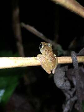 Image of Malli’s Rain Frog