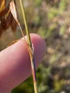 Слика од Thamnochortus cinereus H. P. Linder