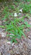 Penstemon canescens (Britt.) Britt. resmi