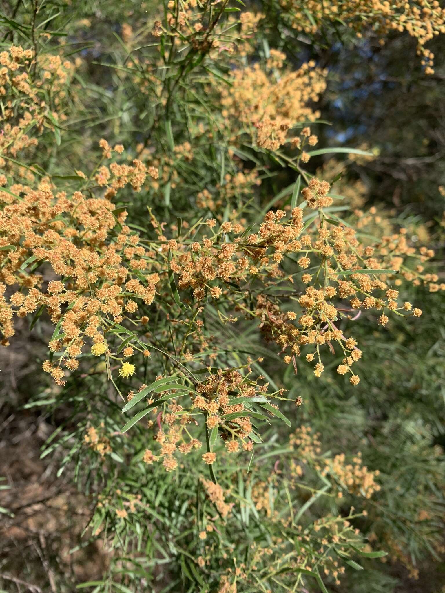 Imagem de Acacia fimbriata A. Cunn. ex G. Don