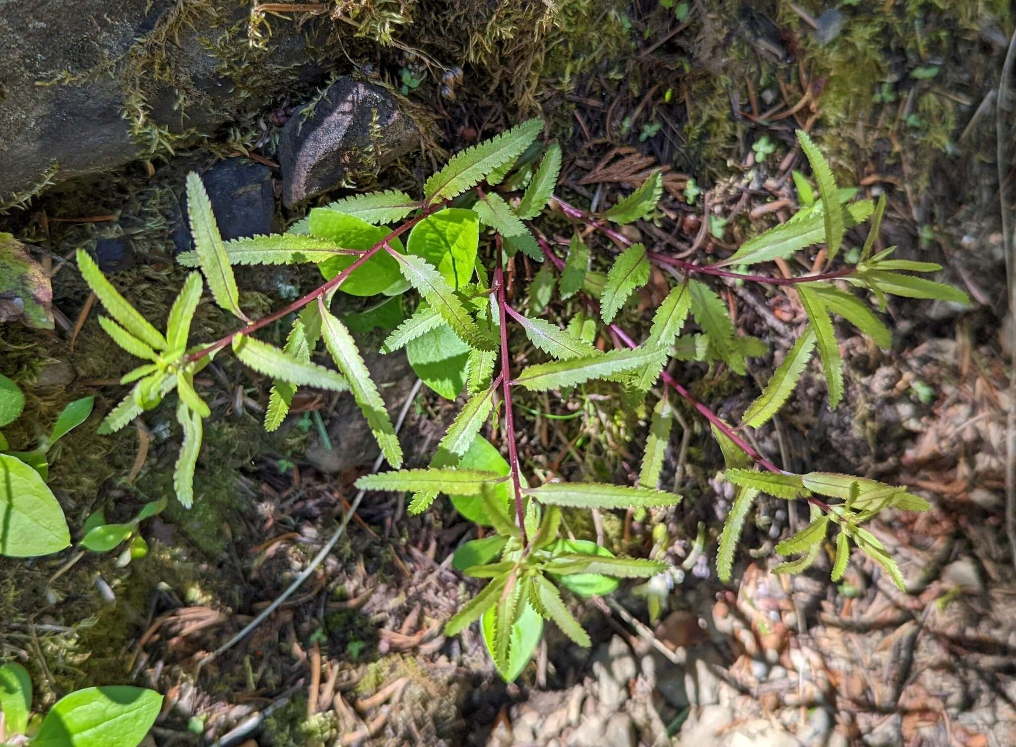 Image of sickletop lousewort