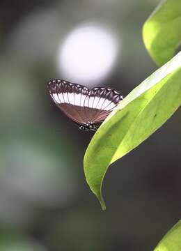 Imagem de Zethera pimplea Erichson 1834