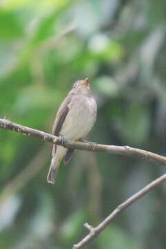 Image of Brown-streaked Flycatcher