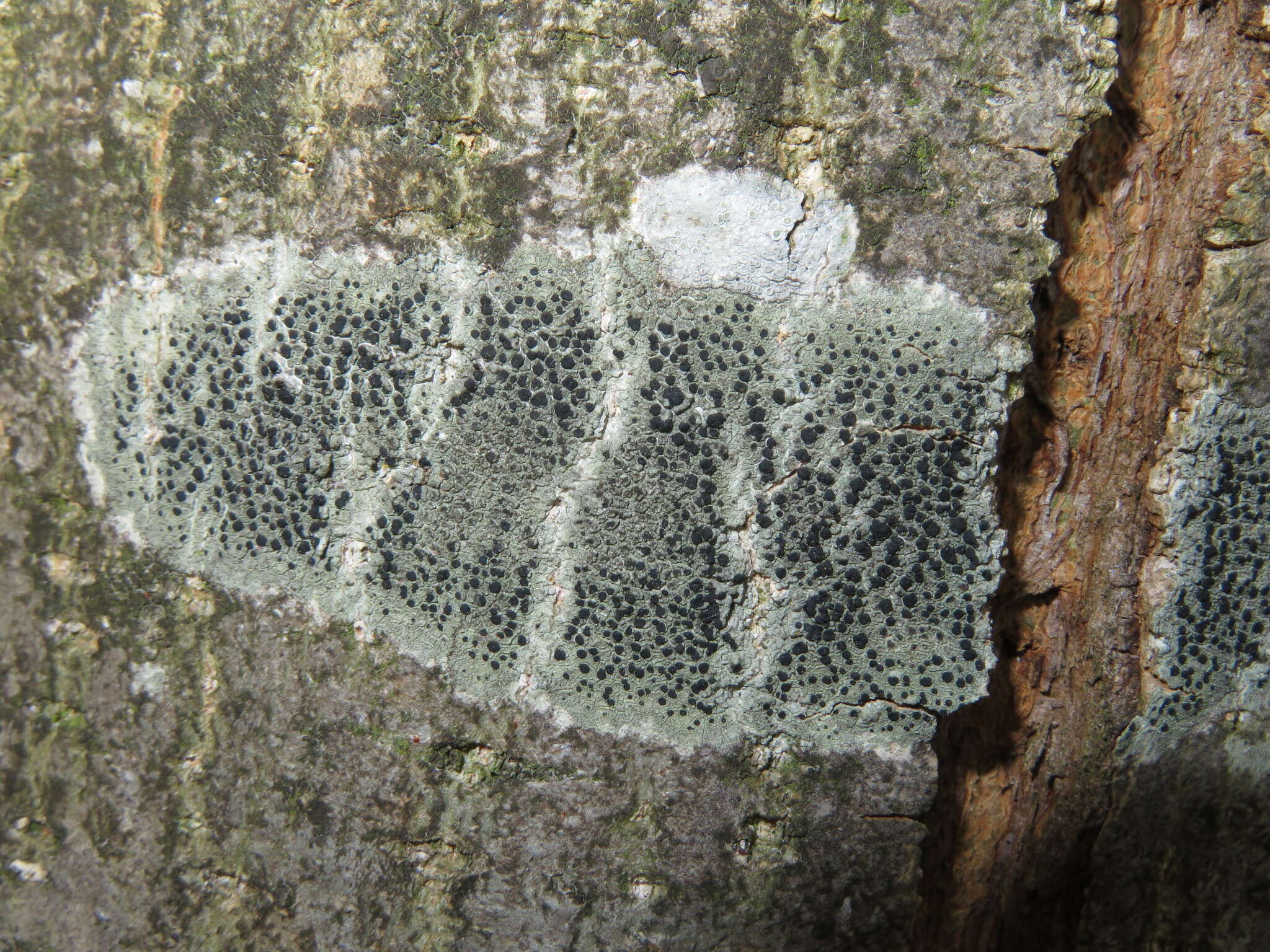 Image of lecidella lichen