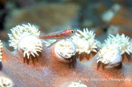 Image of Cling goby