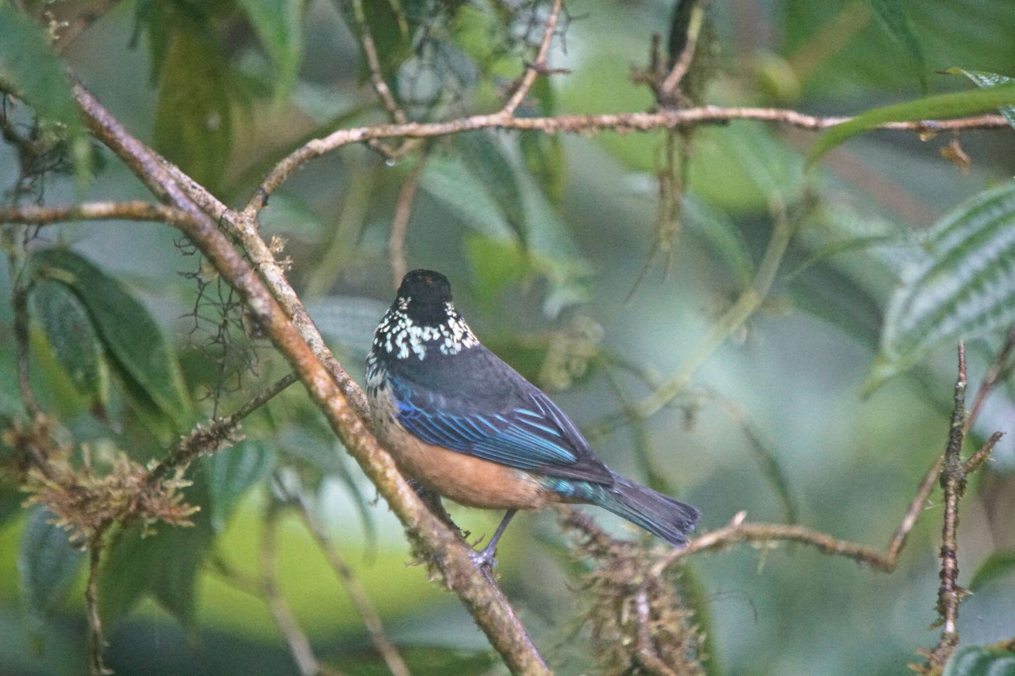 Image of Spangle-cheeked Tanager